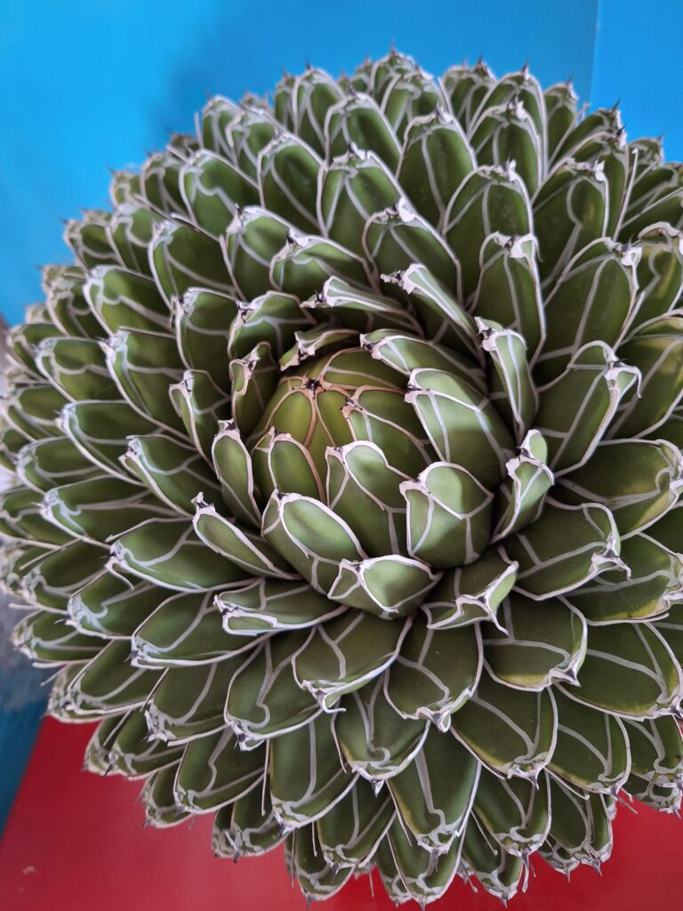 agave victoria reginae