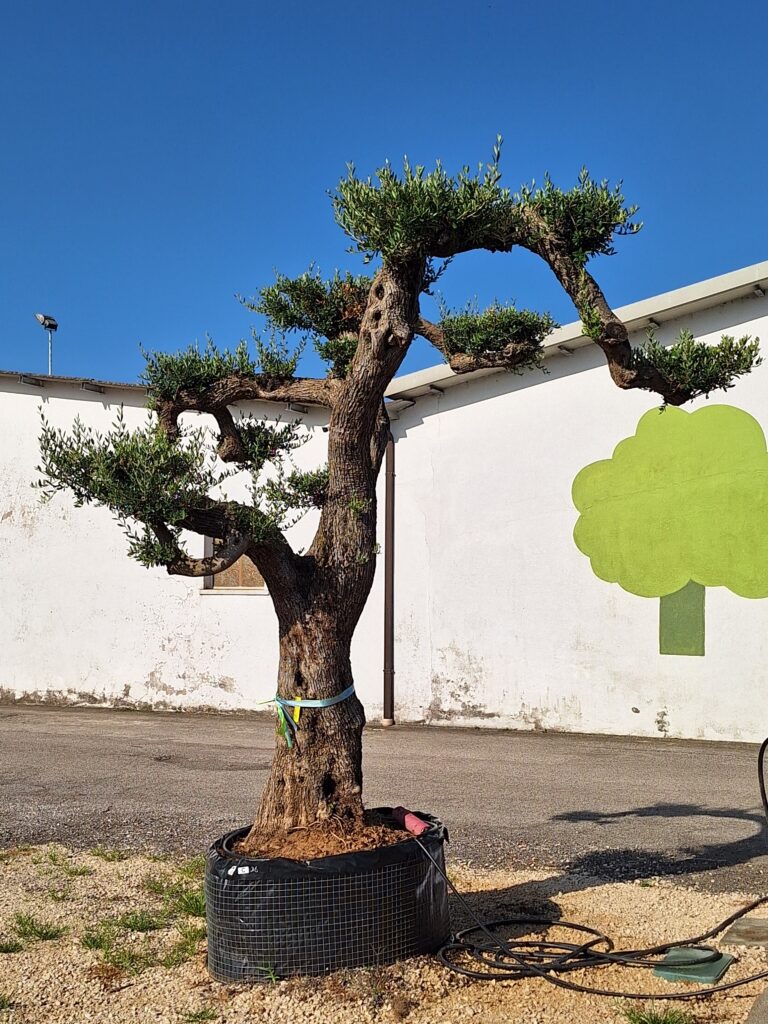 ulivo secolare grande