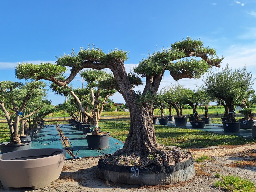 filari di ulivi all'interno del vivaio