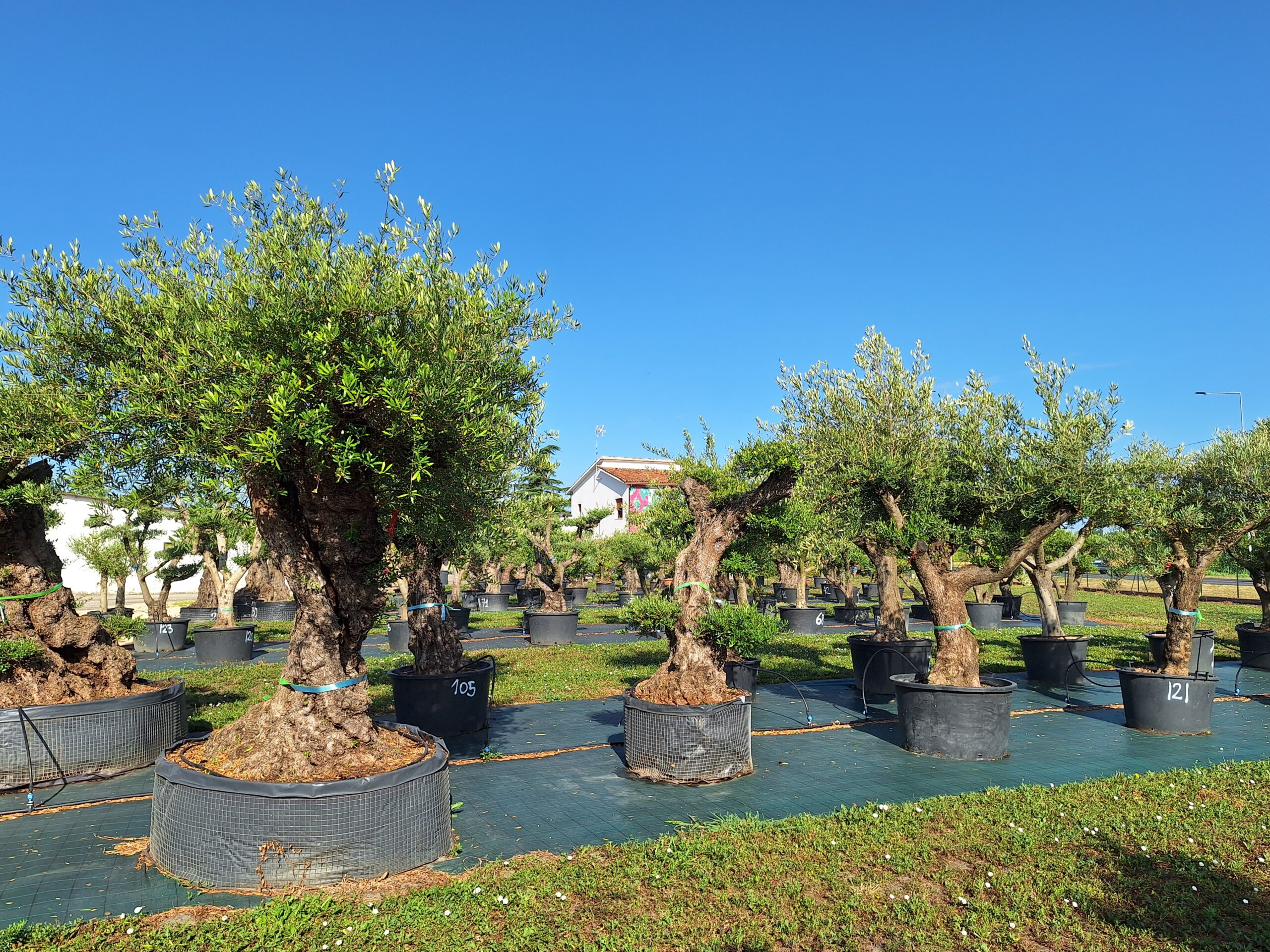 ulivi di varie dimensioni