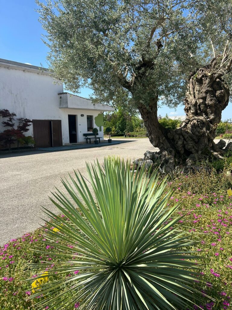 vista del nostro ufficio con ulivo secolare maestoso